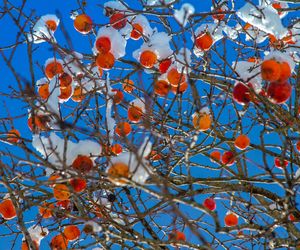 Oto jabłko orientu. Wspiera zdrowie serca, wzmacnia odporność i reguluje trawienie