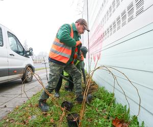 Zgierska będzie zielona! Pojawi się tam 600 sztuk pnączy