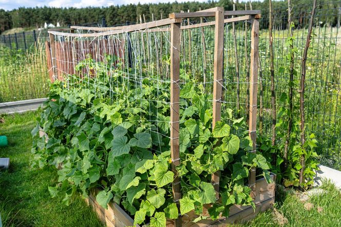 Uprawa ogórków na sznurkach