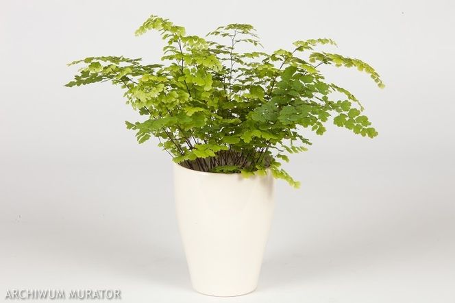Adiantum