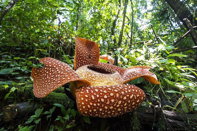  Raflezja Arnolda (Rafflesia arnoldii)