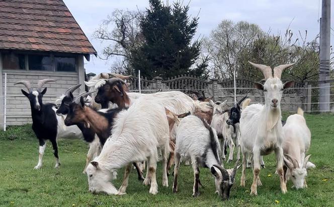 Koziołki z Warszawy uratowane przez animalsów z Kalisza. Miały służyć jako żywe kosiarki