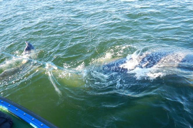 Wieloryb zaplątał się w rybacką sieć