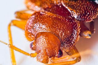  Atak pluskiew w Warszawie 