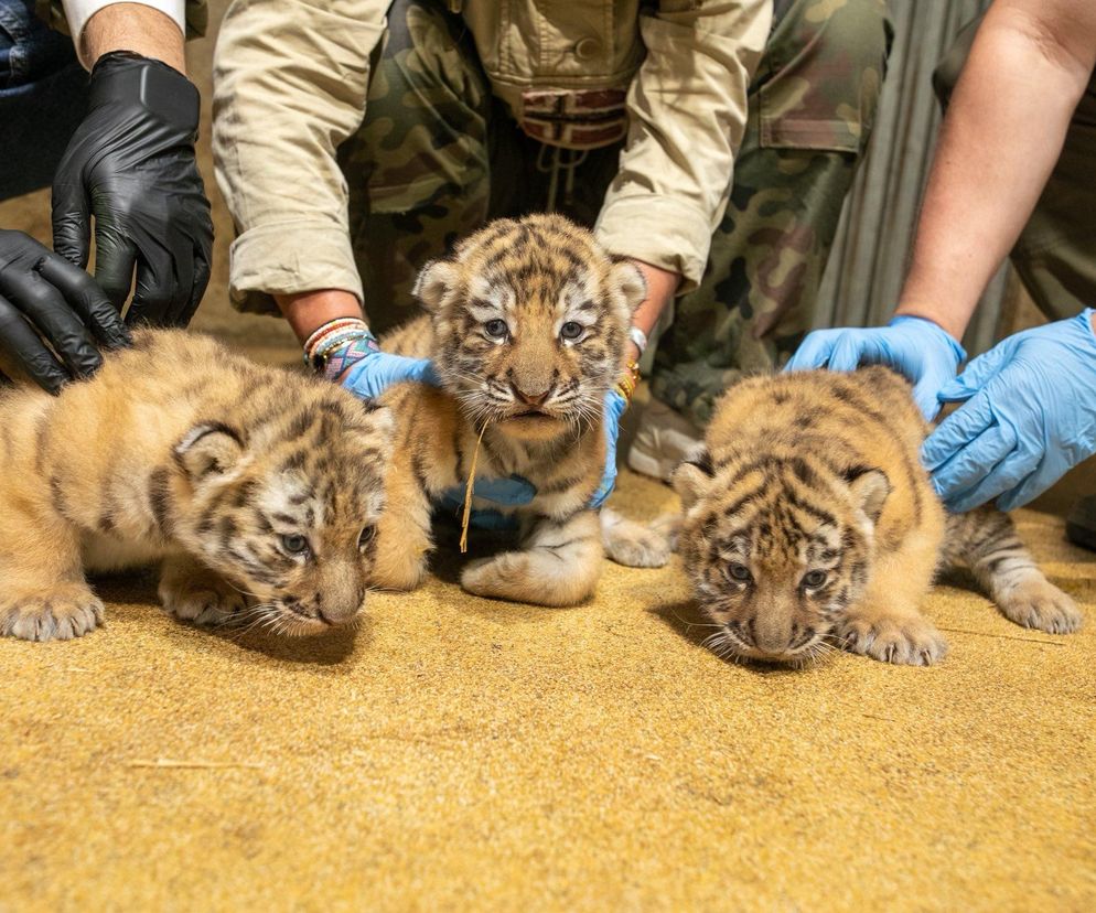 Mała tygrysica z opolskiego zoo przegrała z chorobą 