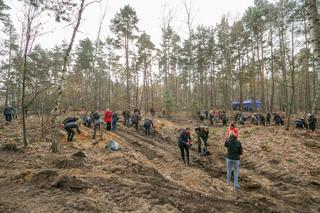 Nowe drzewka na Bielanach