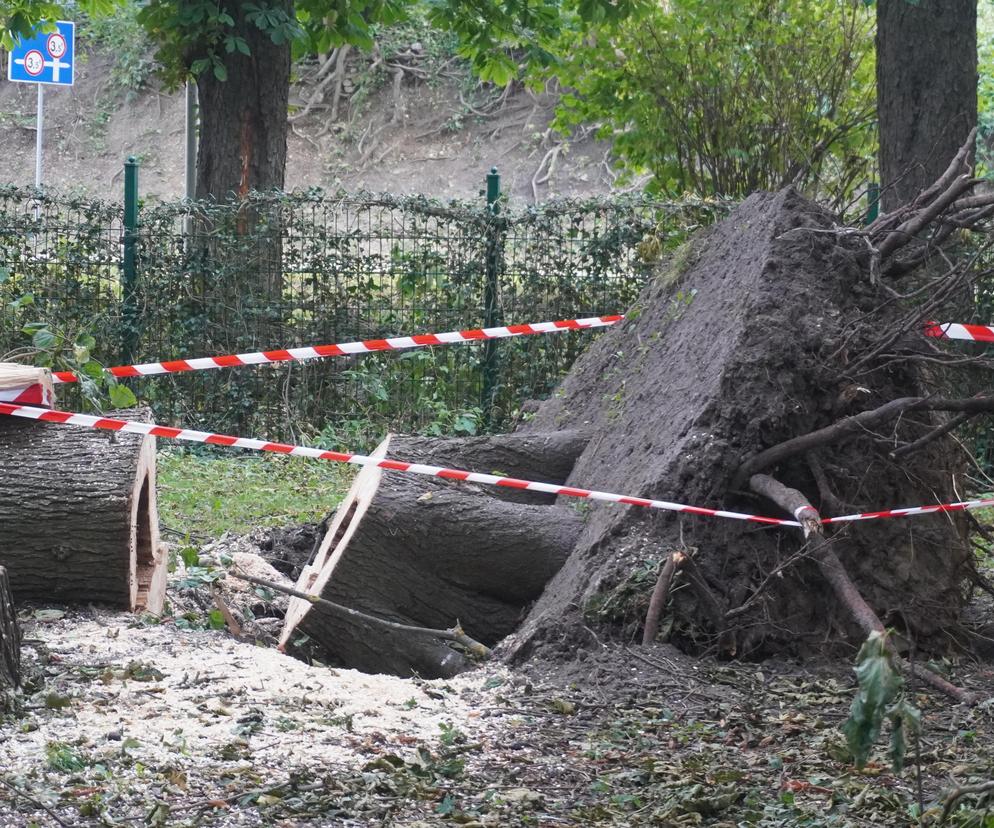 Połamane drzewa w Parku Miejskim w Kielcach po nawałnicy