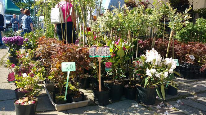 Chorzów: Kwiaty, zioła i dodatki do ogrodu. W Parku Śląskim trwa Święto Kwiatów [ZDJĘCIA]