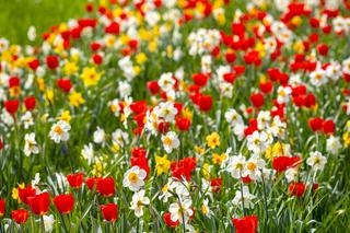 Rzeka kwiatów na ul. Gontyny