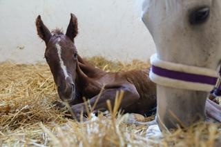 Nowy mieszkaniec Akademickiego Ośrodka Jeździeckiego ZUT w Szczecinie
