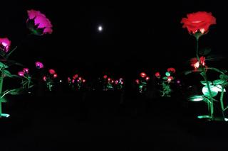 Monumentalne róże w Ogrodach Branickich robią wrażenie. Wieczorne iluminacje cieszą oczy