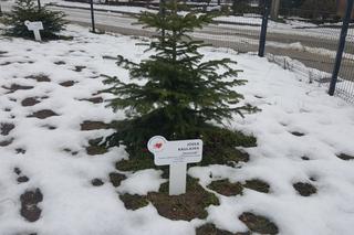 Drzewa dla sosnowieckiego hospicjum