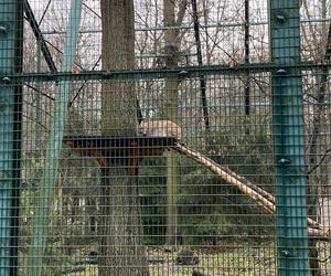 Dzień kota w łódzkim zoo. To doskonała okazja na obserwowanie nowego osobnika