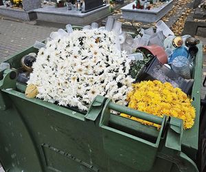 Jak zabezpieczyć chryzantemy na zimę? Mogą kwitnąć dłużej niż jedną jesień