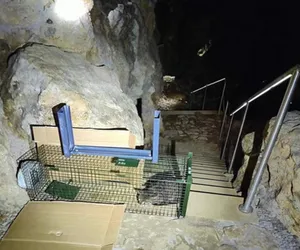 Niezwykły lokator na Wawelu. Zadomowił się w Smoczej Jamie i nie chciał wyjść