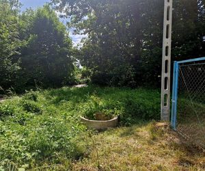 Druhowie z Iwonicza uratowali sarenkę. 