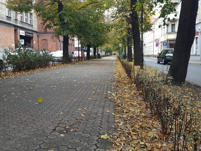 Są pieniądze na pielęgnację drzew w miejscu dawnych fortyfikacji i promenad w Lesznie