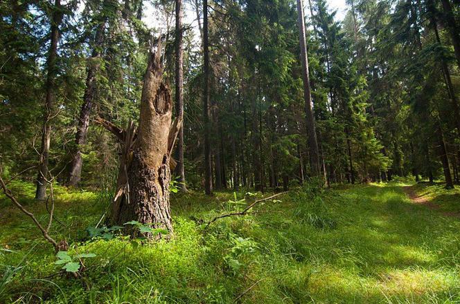 Szlak Powstania Styczniowego w Puszczy Knyszyńskiej - Supraśl