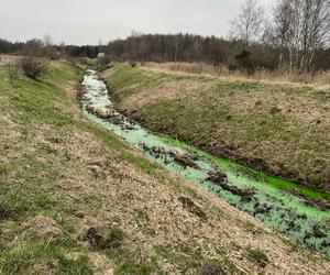 Rzeka Mleczna w Katowicach zmieniła kolor na jaskrawozielony