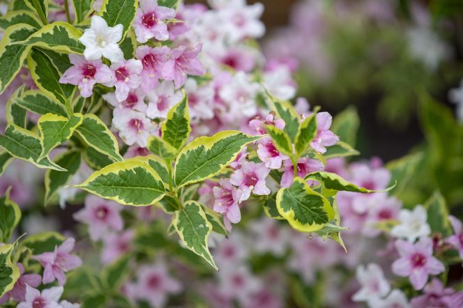 Krzewuszka cudowna 'Nana Variegata'