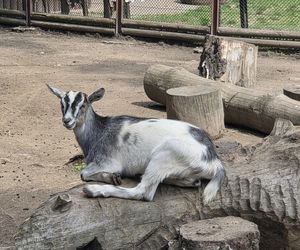 Zaglądamy do mieszkańców bydgoskiego ZOO. Kto mieszka w sercu Myślęcinka?