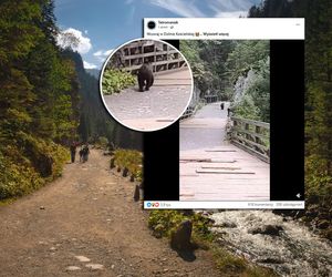 Tatry: niedźwiedź pędził za przerażonym turystą