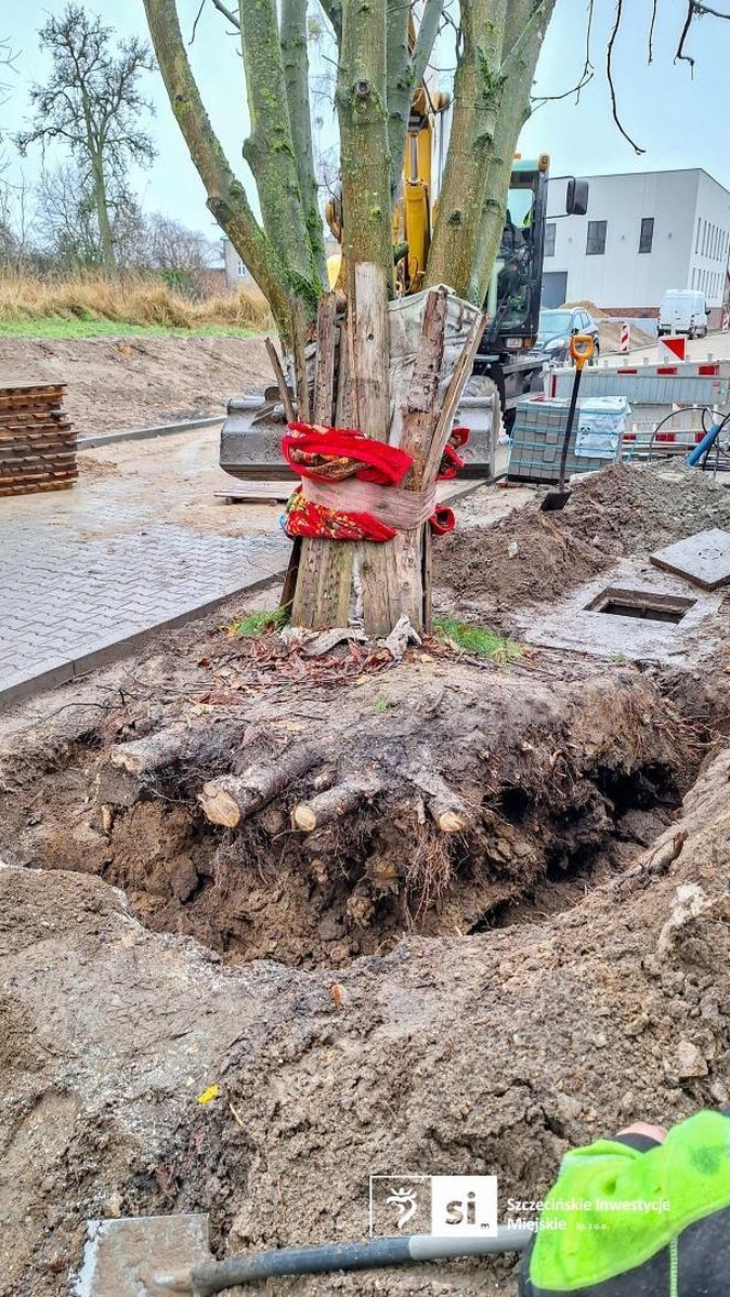 Kasztanowiec trafił na środek ronda