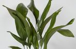 Aspidistra wyniosła
