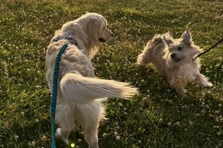 W jakie góry można wyruszyć z psem? Oto 7 szlaków w polskich górach, na które możesz zabrać swojego pupila