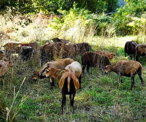 Owce kaukaskie zatrudnione do koszenia trawy w Katowicach