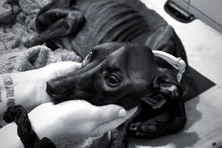 Przywiązała psa do płotu i odeszła. Ze zwierzaka została skóra i kości