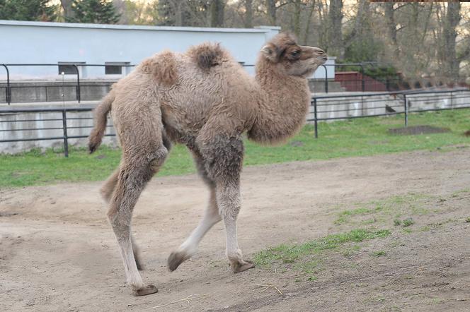 Wielbłądzica z warszawskiego ZOO ma już imię!
