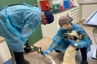 Alpaka Frillis przyszła do weterynarza z chory okiem