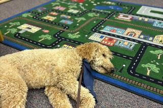  Psie wsparcie w sądzie hrabstwa Lake