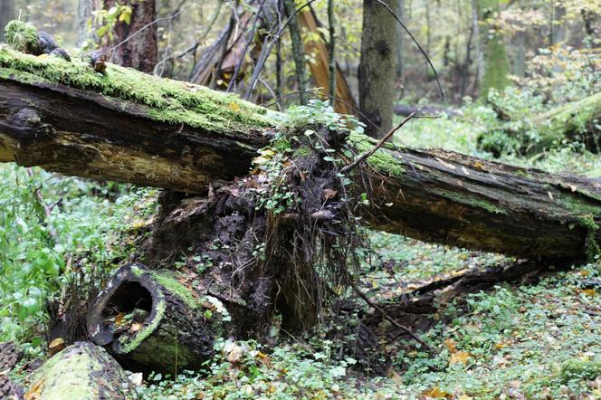 Puszcza Białowieska