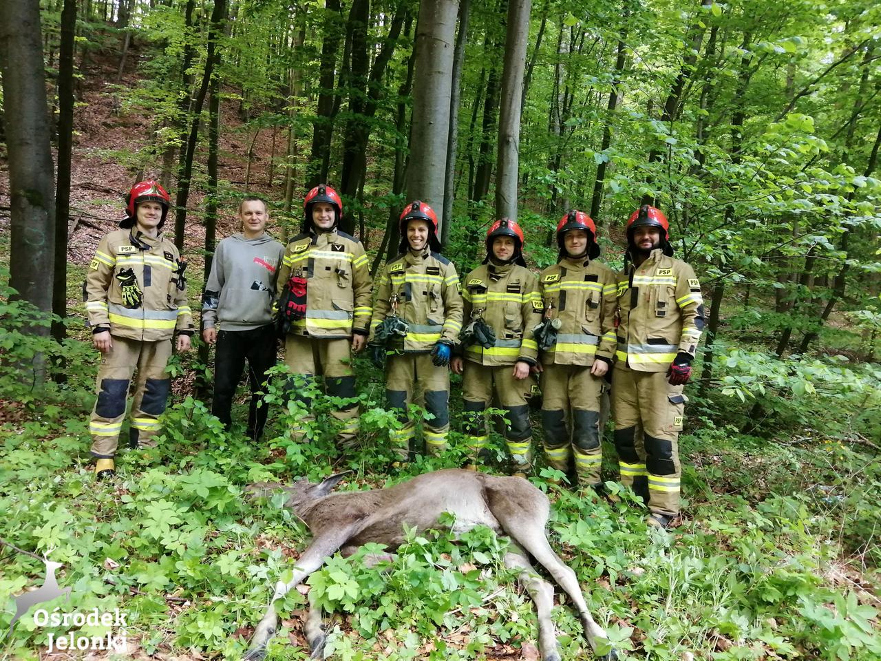 Łoś biegał po elbląskich osiedlach. Zajęli się nim mundurowi i specjaliści