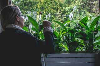 Rozgniatam, dodaję wody i podlewam tym mój skrzydłokwiat. Rośnie jak na drożdżach i jest chroniony przed chorobami. Domowa odżywka do skrzydłokwiatu bez dodatku chemii