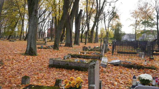 To prawdopodobnie najstarsza aleja drzew w Olsztynie. Znajduje się na cmentarzu [ZDJĘCIA]