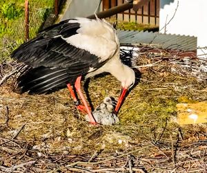 Deszcz uszkodził dom bocianiej rodziny w Krutyni