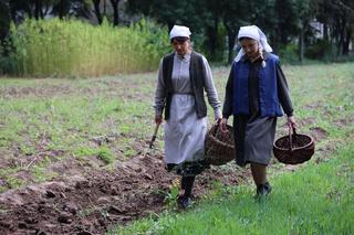 Wykopki kartoflane 2023 w lubelskim skansenie