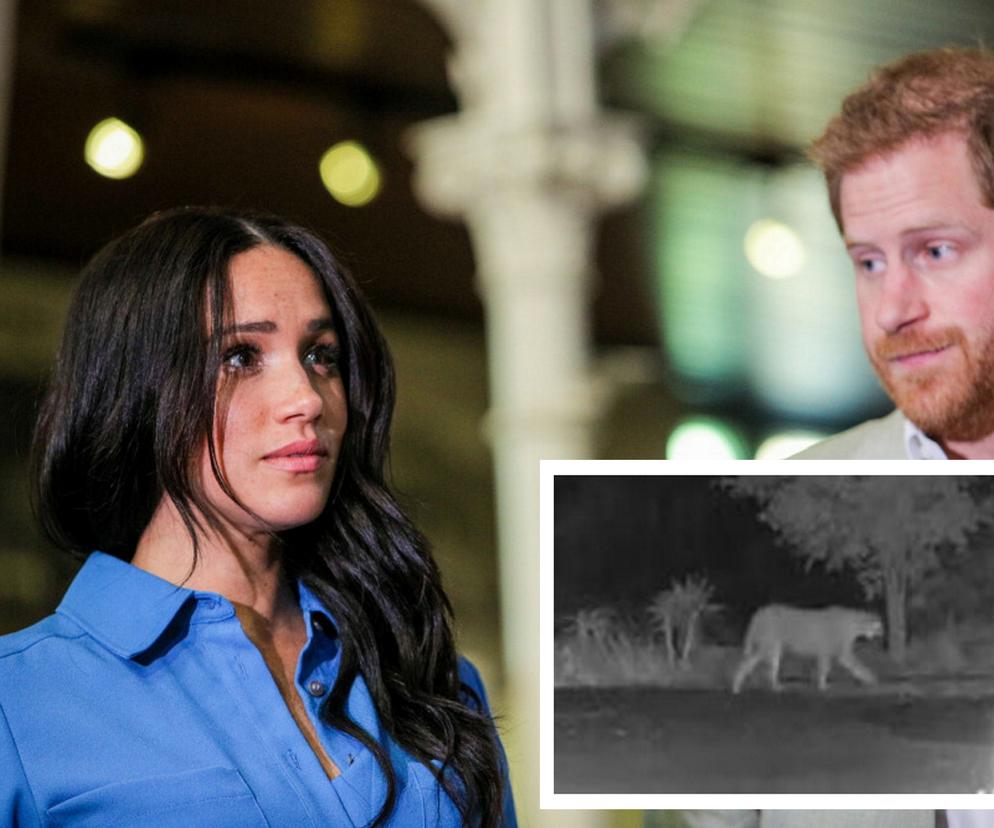 Meghan Markle książę Harry w niebezpieczeństwie! Poluje na nich puma