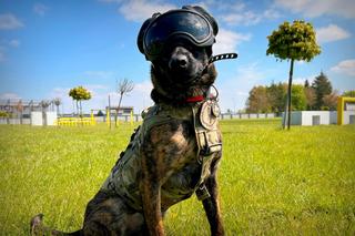 Policyjny pies w mundurze za 8 tys. złotych. Benji to istny Robocop