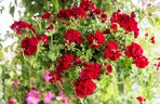 Pelargonia bluszczolistna