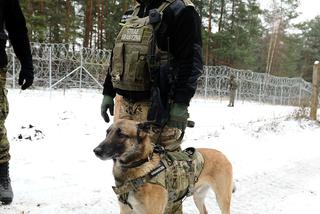 Pies Straży Granicznej to bohater