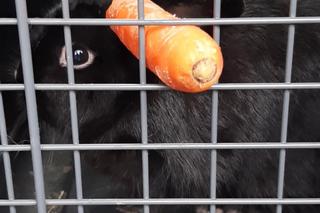 Lis i królik rzucili wyzwanie strażnikom z Ekopatrolu