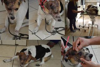 Chorzów: Ktoś skatował i porzucił psa. Zwierzę miało pękniętą czaszkę, wypłynęło mu oko