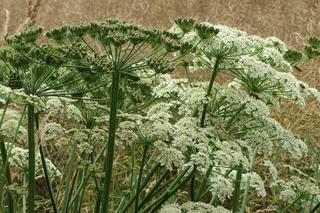  Barszcz Sosnowskiego we wrocławskich parkach. Mieszkańcy alarmują