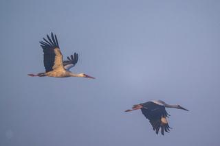 Podkarpackie bociany wcześniej wylatują na południe 
