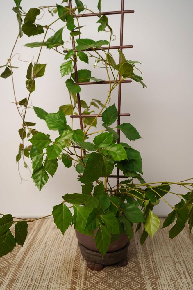 Rośliny doniczkowe na podporach