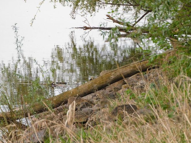  Tragedia w Wielkanoc. W Wiśle znaleziono dryfujące ciało